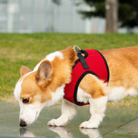 Mr. Peanut's PupTrek Soft Mesh Pet Harness with Matching Leash – Adjustable, Breathable, Choke-Free - BIG FRENCHIES