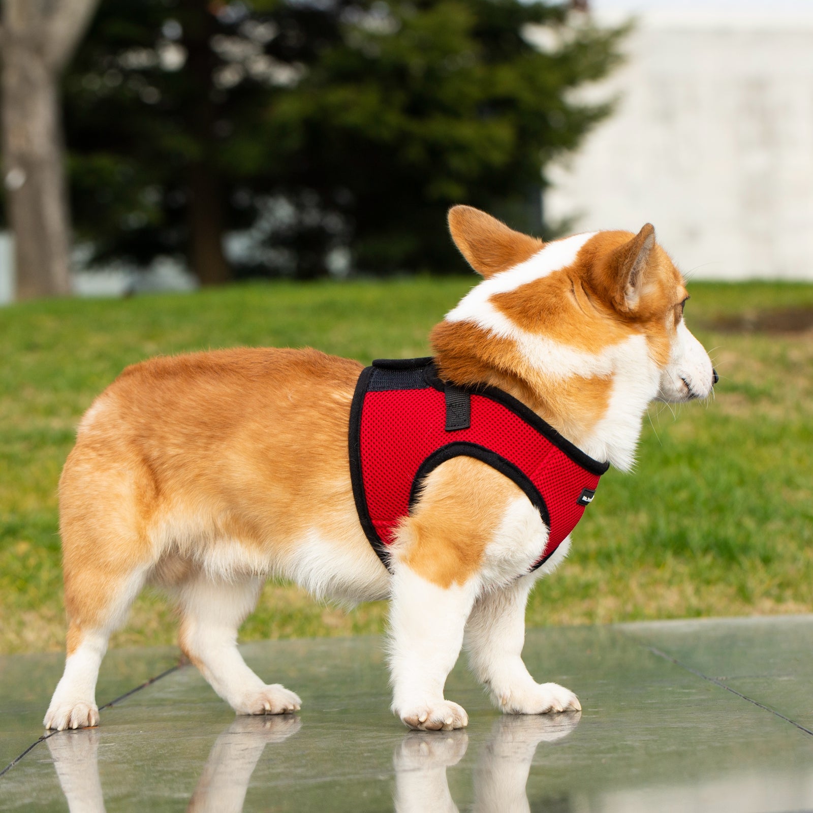 Mr. Peanut's PupTrek Soft Mesh Pet Harness with Matching Leash – Adjustable, Breathable, Choke-Free - BIG FRENCHIES
