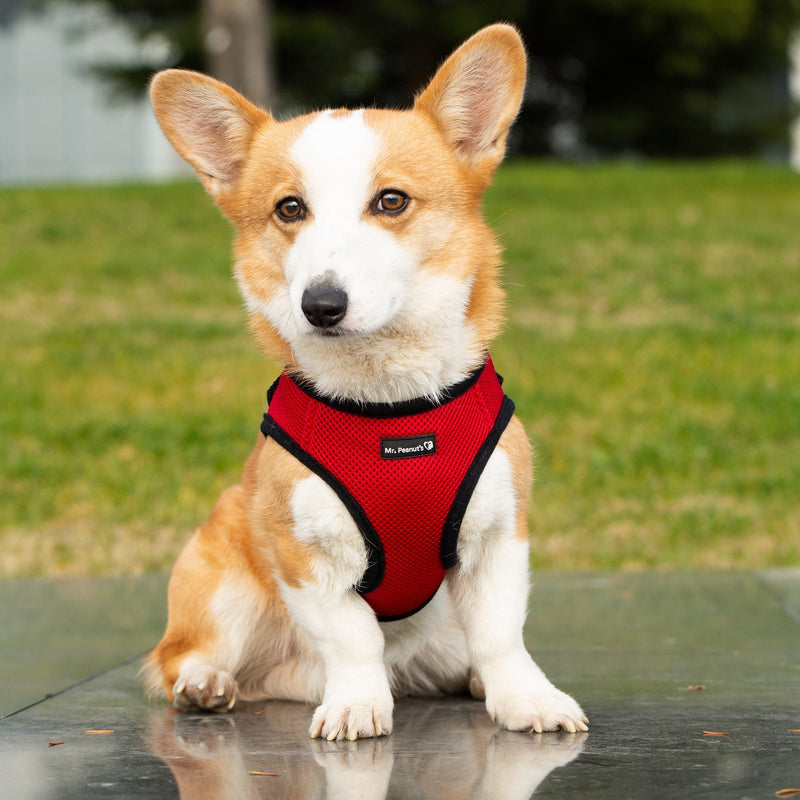Mr. Peanut's PupTrek Soft Mesh Pet Harness with Matching Leash – Adjustable, Breathable, Choke-Free - BIG FRENCHIES
