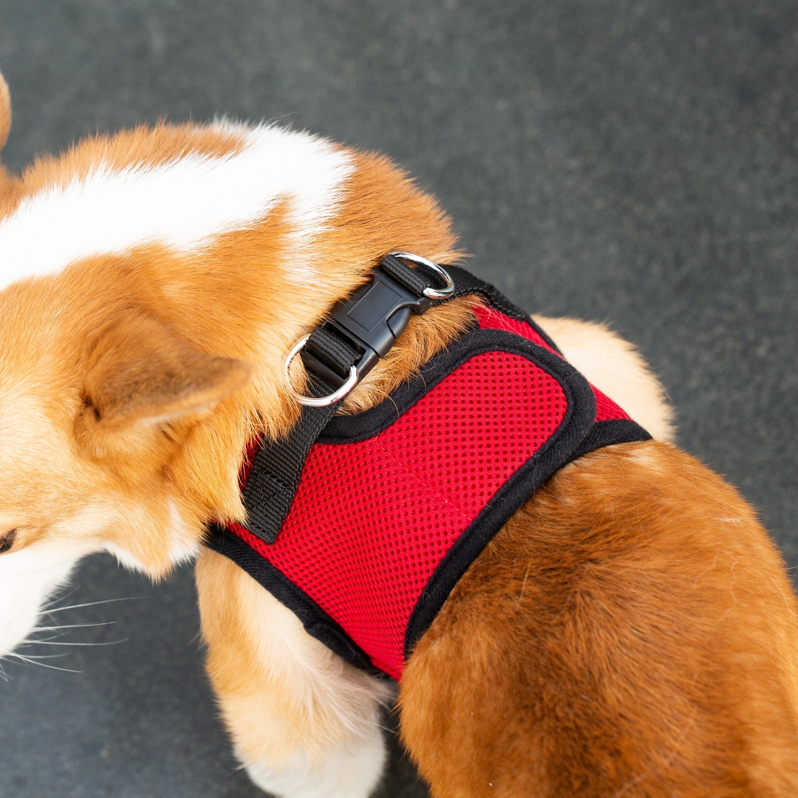 Mr. Peanut's PupTrek Soft Mesh Pet Harness with Matching Leash – Adjustable, Breathable, Choke-Free - BIG FRENCHIES