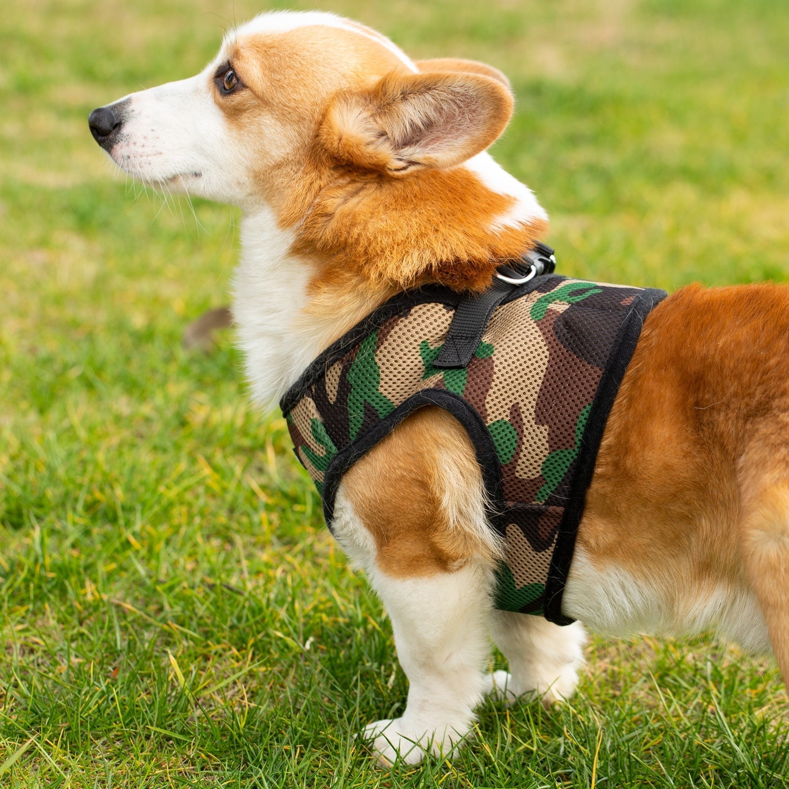 Mr. Peanut's PupTrek Soft Mesh Pet Harness with Matching Leash – Adjustable, Breathable, Choke-Free - BIG FRENCHIES