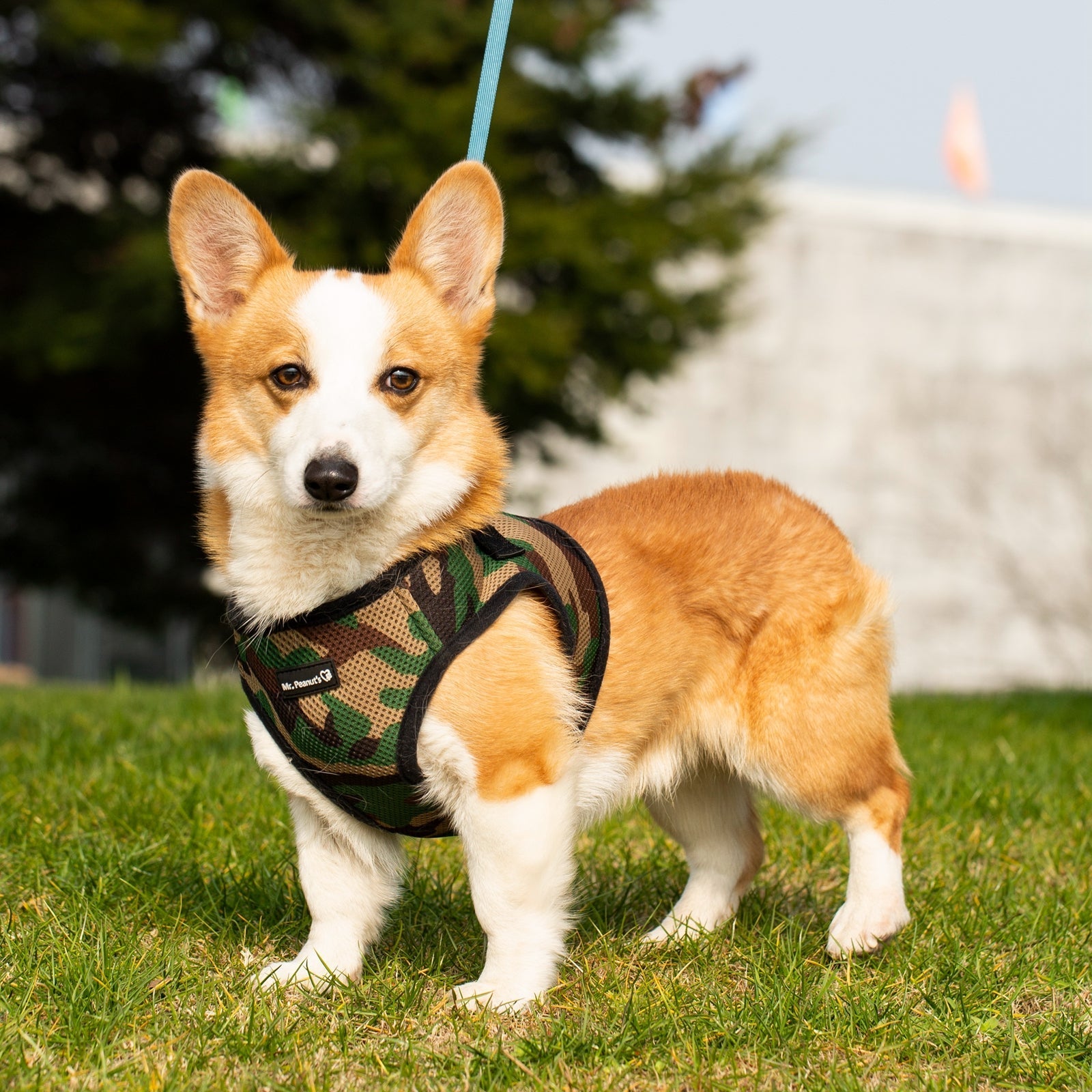 Mr. Peanut's PupTrek Soft Mesh Pet Harness with Matching Leash – Adjustable, Breathable, Choke-Free - BIG FRENCHIES