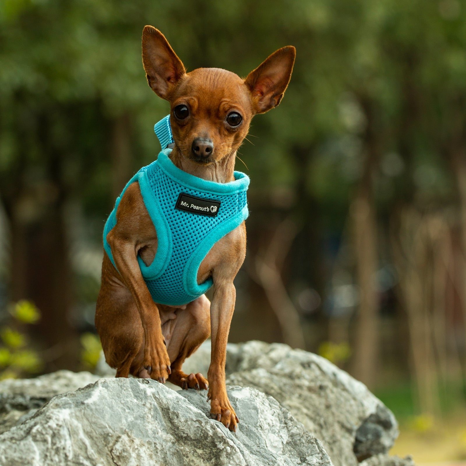 Mr. Peanut's PupTrek Soft Mesh Pet Harness with Matching Leash – Adjustable, Breathable, Choke-Free - BIG FRENCHIES