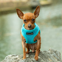 Mr. Peanut's PupTrek Soft Mesh Pet Harness with Matching Leash – Adjustable, Breathable, Choke-Free - BIG FRENCHIES