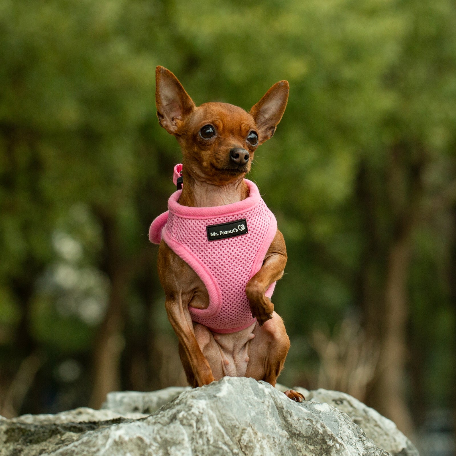 Mr. Peanut's PupTrek Soft Mesh Pet Harness with Matching Leash – Adjustable, Breathable, Choke-Free - BIG FRENCHIES