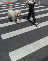 Original City Dog Leash - 3.25ft - BIG FRENCHIES