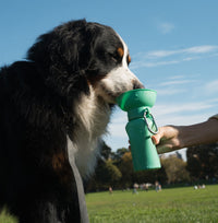20oz Flip Dog Travel Water Bottle - BIG FRENCHIES