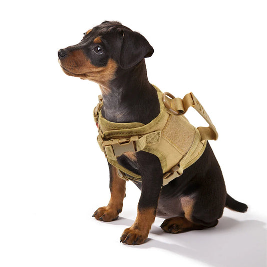 Tactical Puppy Harness Leash Set – Adjustable Military-Style Vest for Small Dogs & Cats, Ideal for Training & Walking - BIG FRENCHIES