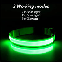 LED Pet Dog Collar for Night Safety | Bright USB Rechargeable - BIG FRENCHIES