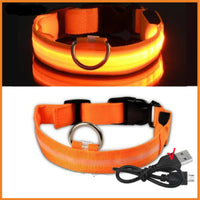 LED Pet Dog Collar for Night Safety | Bright USB Rechargeable - BIG FRENCHIES
