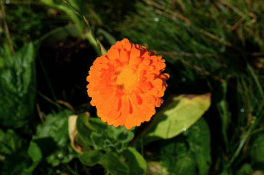 Calendula Balm - BIG FRENCHIES