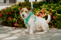 NO PULL ACTIVE  PET HARNESS - MINT GREEN