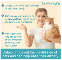 Caroline's Cats Organic Catnip Packets for Cat Toys 2.0 – More Potent Refill Pouches for Flapping Bird, Flopping Fish, and Others, 10 Tea Bags