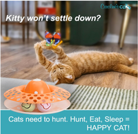 Caroline's Cats Automatic Butterfly Cat Toy – Interactive 2 in 1 with Auto Shut Off & Catnip Ball Track; Recommended Electric Exercise & Enrichment Game