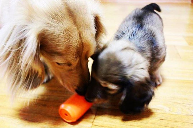Can Toy Rubber Dog Chew Toy for Average Chewers | Treat Dispenser | USA Made - BIG FRENCHIES