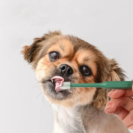 Complete Pet Toothbrush And Toothpaste Kit - BIG FRENCHIES