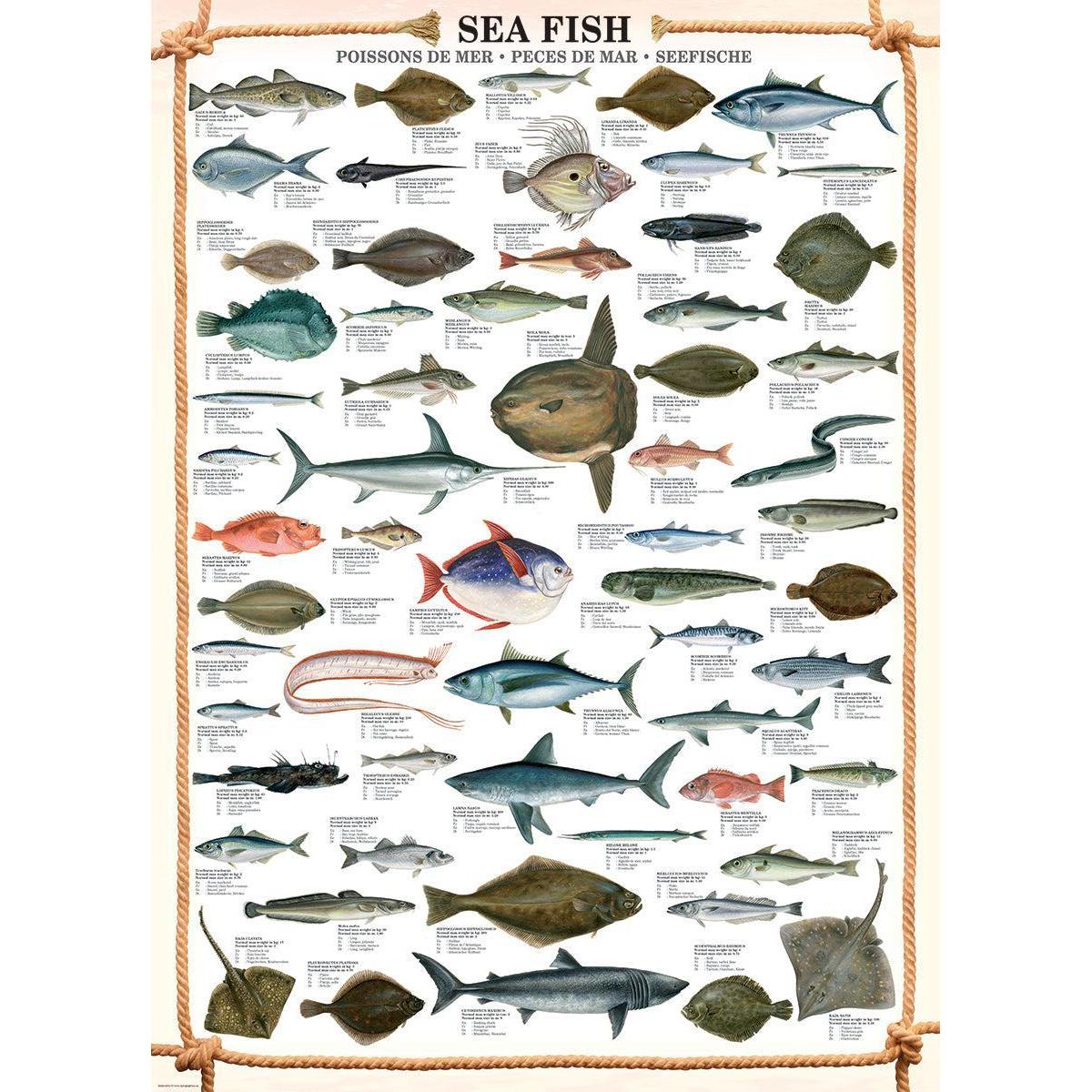 Sea Fish 1000 Piece Jigsaw Puzzle Eurographics