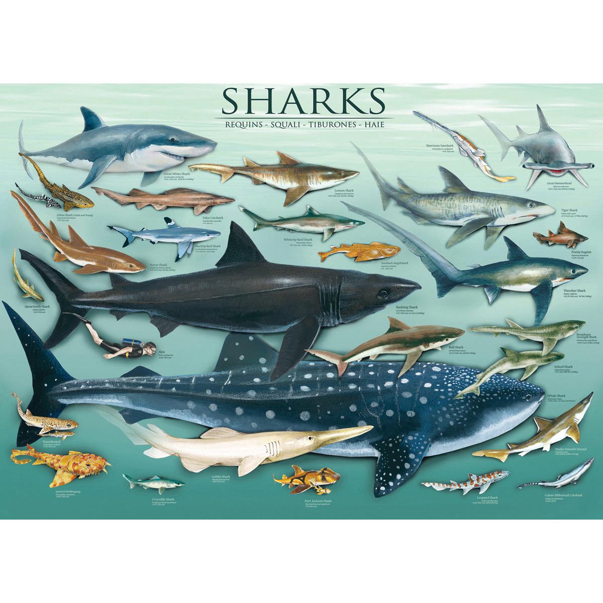 Sharks 1000 Piece Jigsaw Puzzle Eurographics