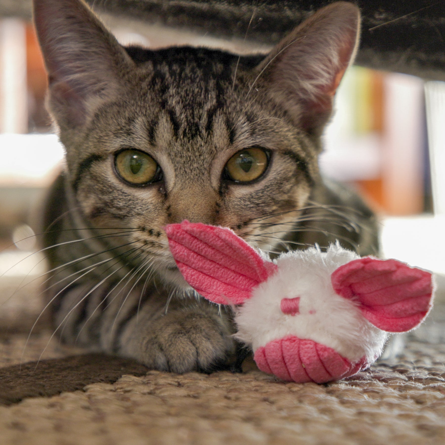 HuggleKats® Dust Bunnies Cat Toys, 3 Pack - BIG FRENCHIES