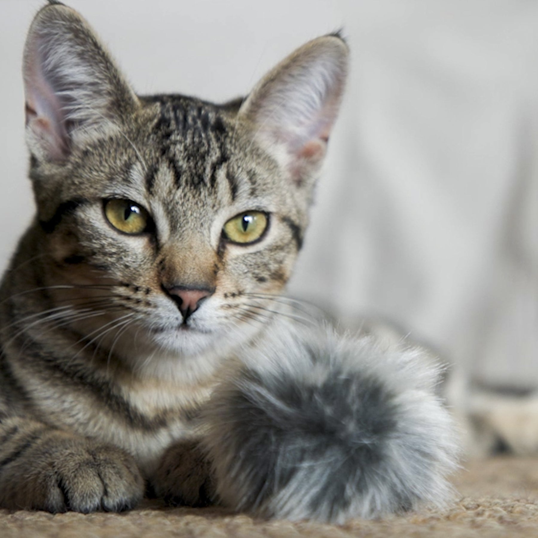 HuggleKats® Fur Ballies Cat Toys, 3 Pack - BIG FRENCHIES
