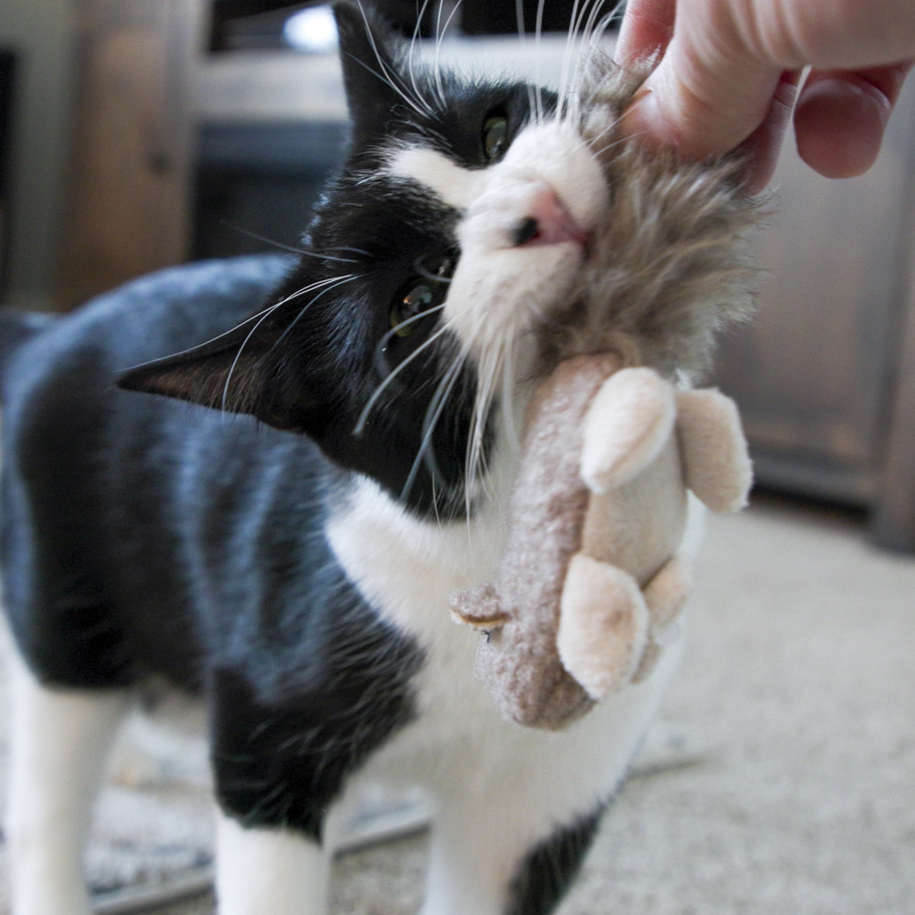 HuggleKats® Wee Fellar Squirrelie Cat Toy - BIG FRENCHIES
