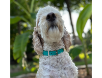 Fishtail Hand Braided Dog Collar in Teal & Cream