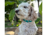 Fishtail Hand Braided Dog Collar in Teal & Cream