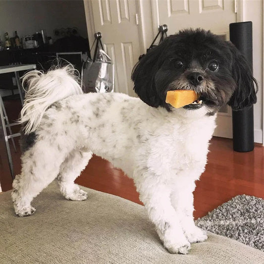 Himalayan Yak Cheese Dog Chews