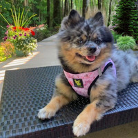 EcoBark French Floral Step In Dog Harness - Reflective Soft Mesh Harness for Teacup, Small Dogs and Puppies - BIG FRENCHIES