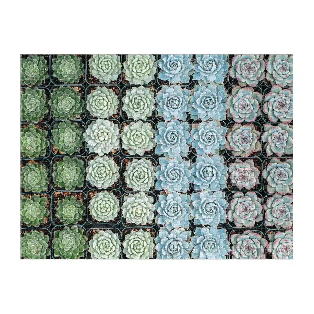 Succulent Garden Double-Sided 500 Piece Jigsaw Puzzle Galison - BIG FRENCHIES
