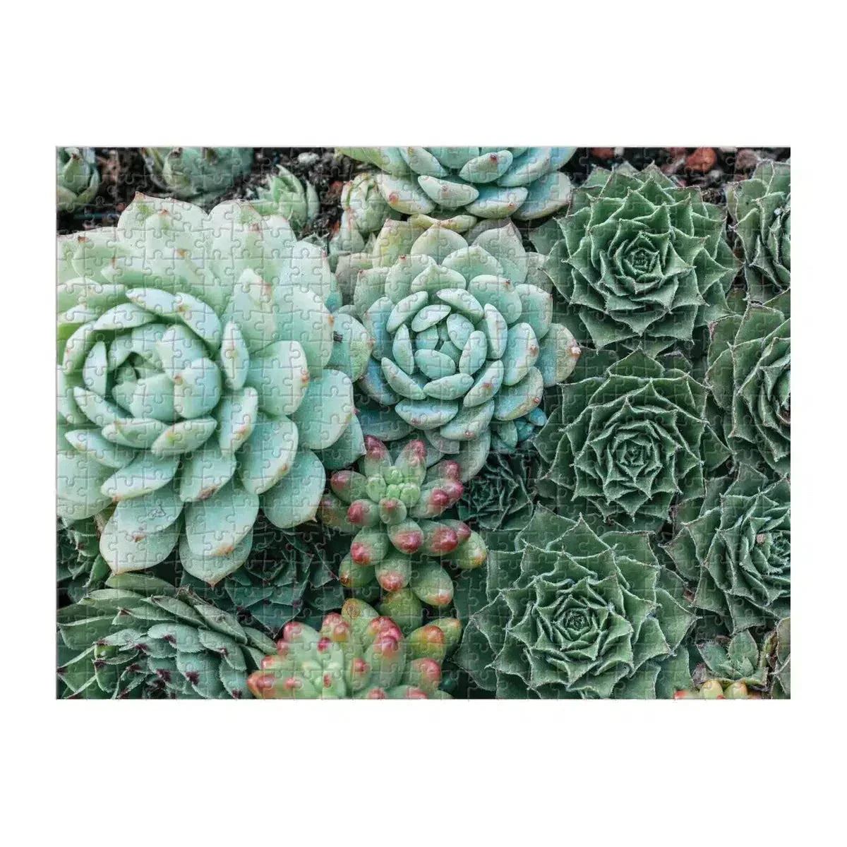 Succulent Garden Double-Sided 500 Piece Jigsaw Puzzle Galison - BIG FRENCHIES