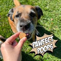 Crunchy Dog Biscuit Bundle, 4-Pack