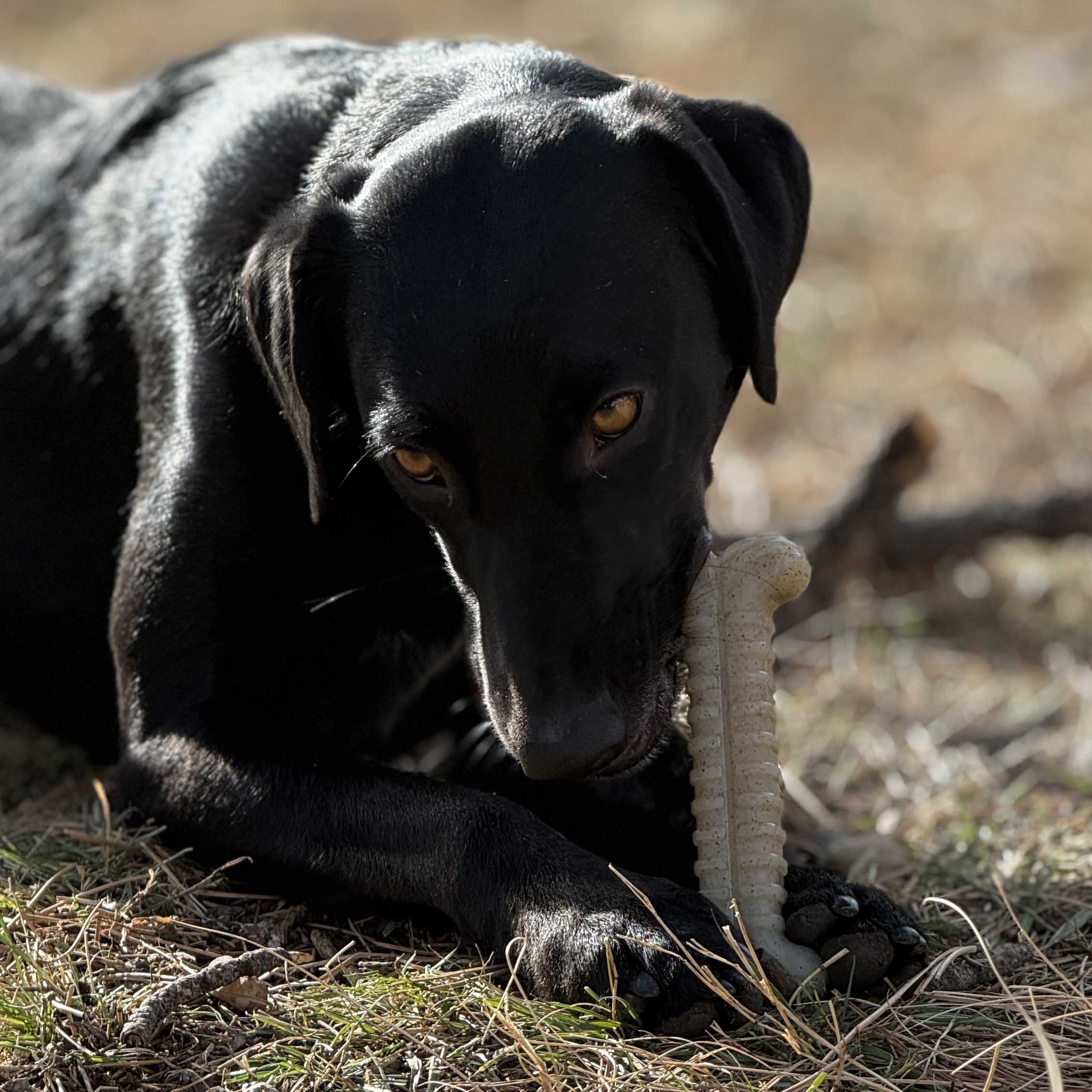 Tough Bone Nylon Chew Bone | Ultra-Durable Dog Toy for Aggressive Chewers | SodaPup - BIG FRENCHIES