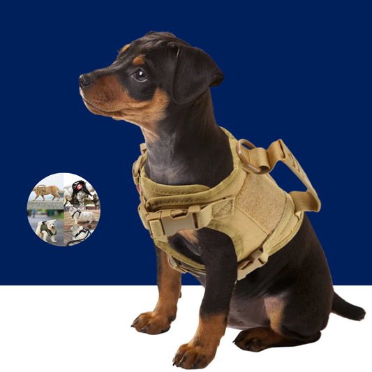 Tactical Puppy Harness Leash Set – Adjustable Military-Style Vest for Small Dogs & Cats, Ideal for Training & Walking - BIG FRENCHIES