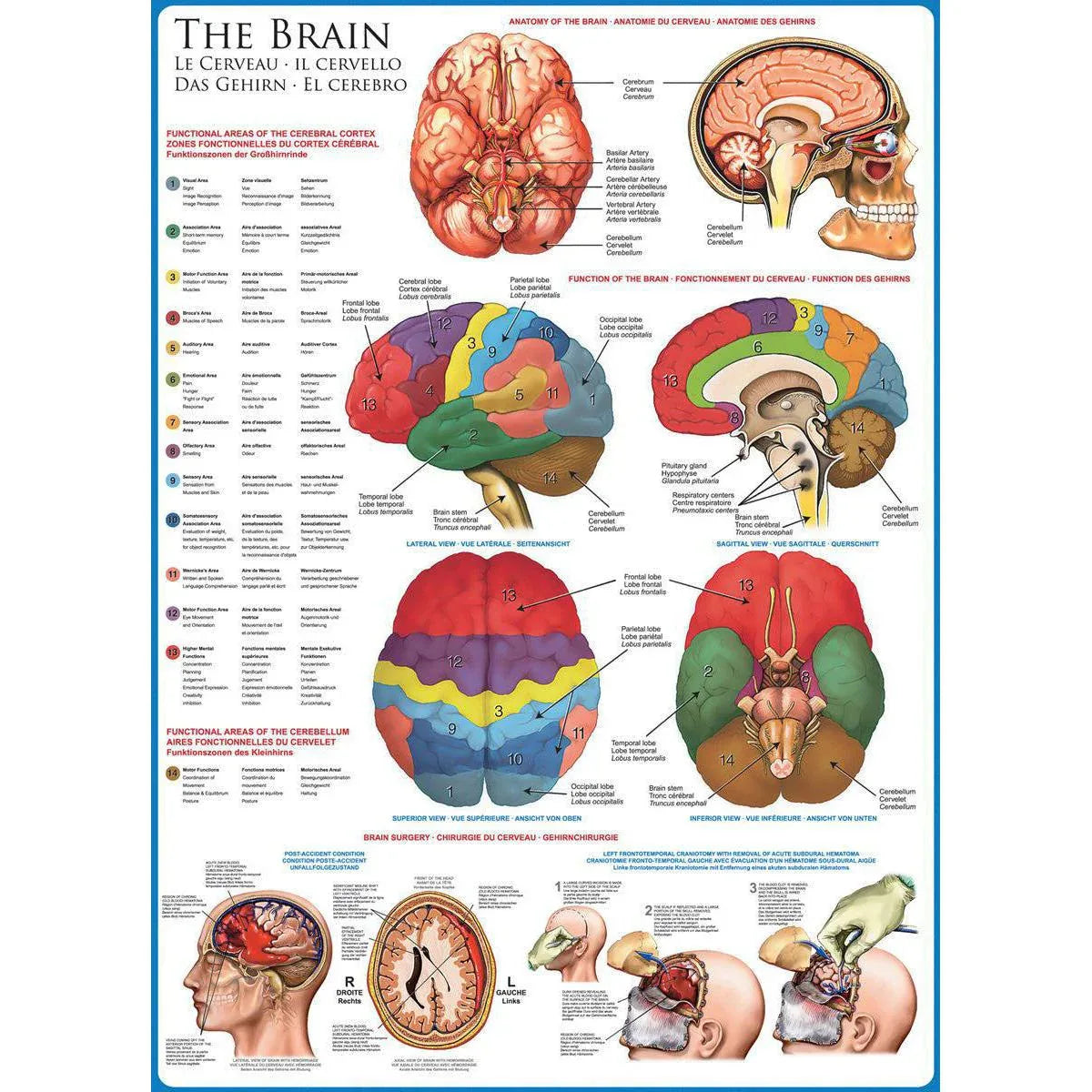 The Brain 1000 Piece Jigsaw Puzzle Eurographics - BIG FRENCHIES