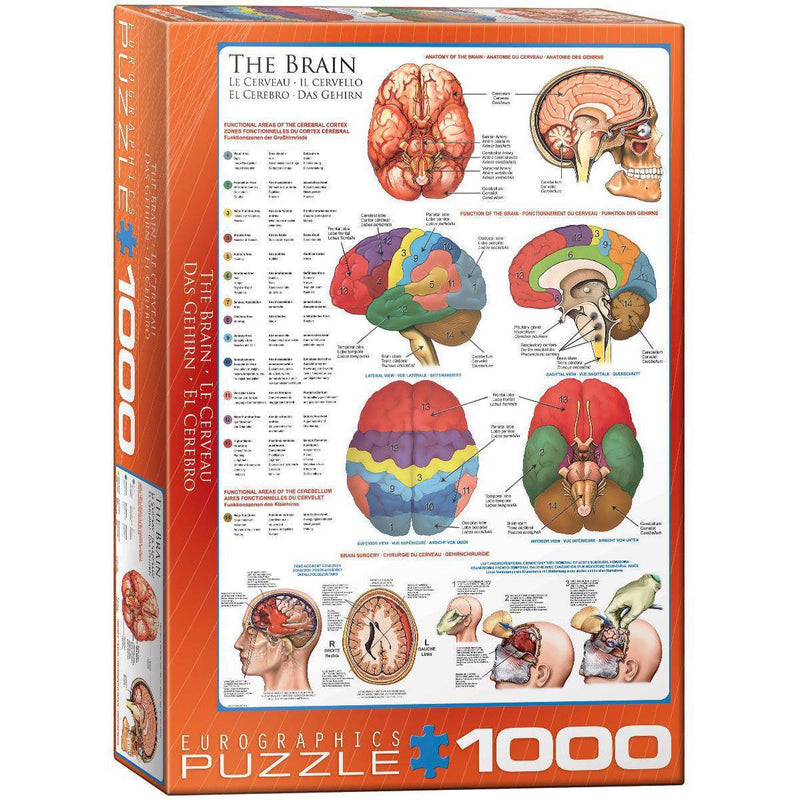 The Brain 1000 Piece Jigsaw Puzzle Eurographics - BIG FRENCHIES