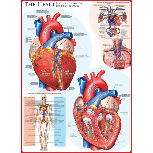 The Heart 1000 Piece Jigsaw Puzzle Eurographics