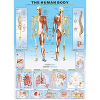 The Human Body 1000 Piece Jigsaw Puzzle Eurographics