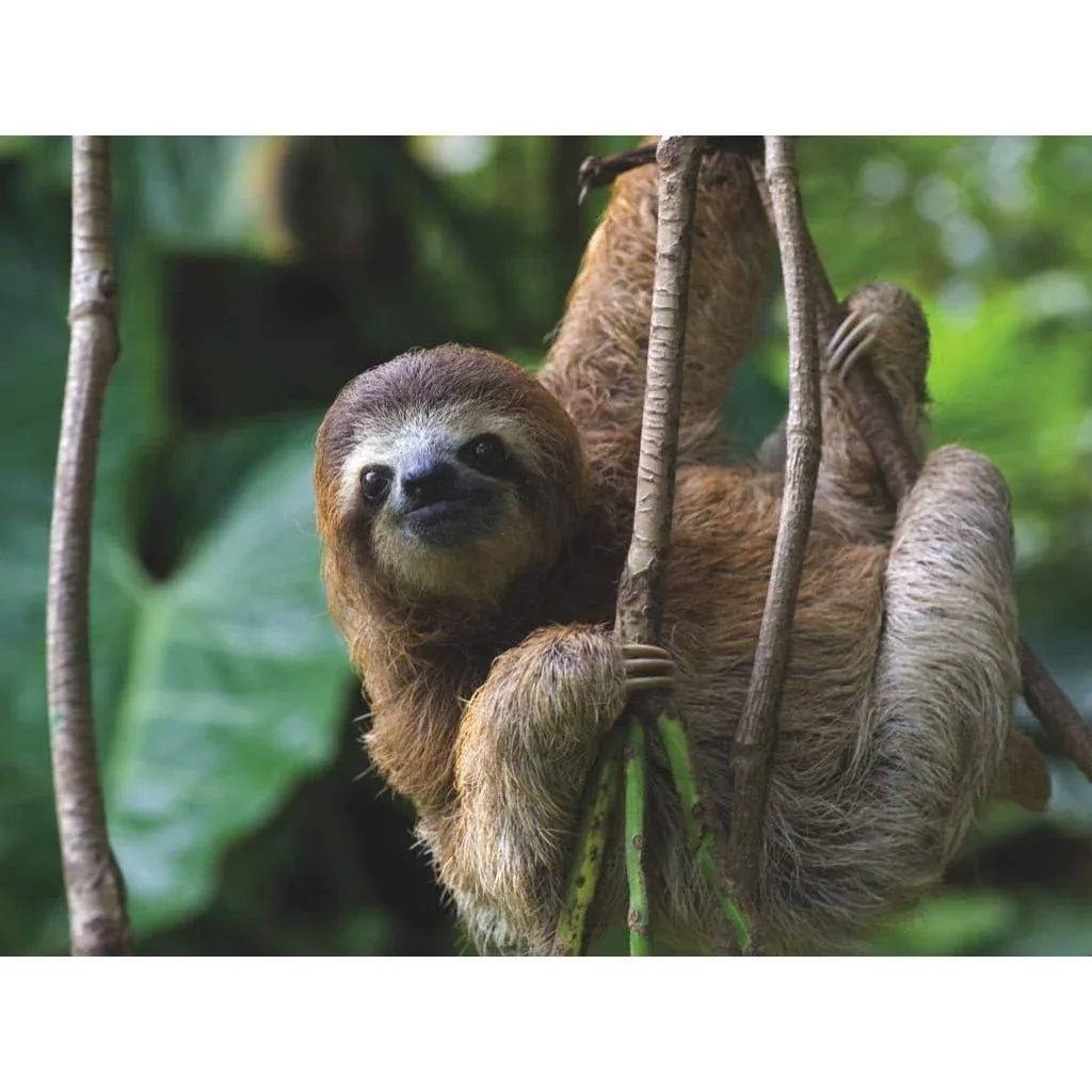 Three Toed Sloth National Geographic 500 Piece Jigsaw Puzzle NYPC - BIG FRENCHIES