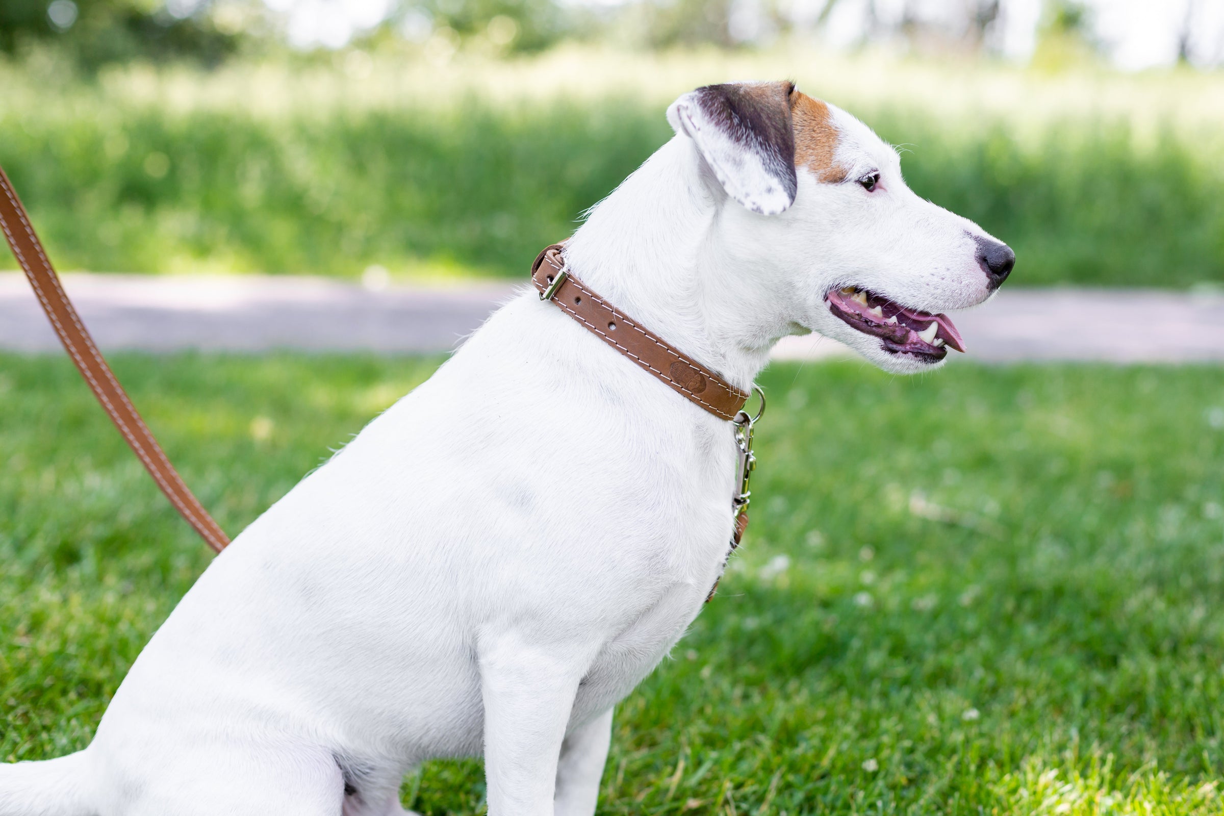 Pro Line Hunting Leather Collar and Leash Set - BIG FRENCHIES