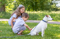 Pro Line Hunting Leather Collar and Leash Set - BIG FRENCHIES