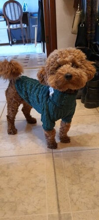 Winter Warm Knitted Turtleneck Sweater for Small Dogs or Cats - BIG FRENCHIES
