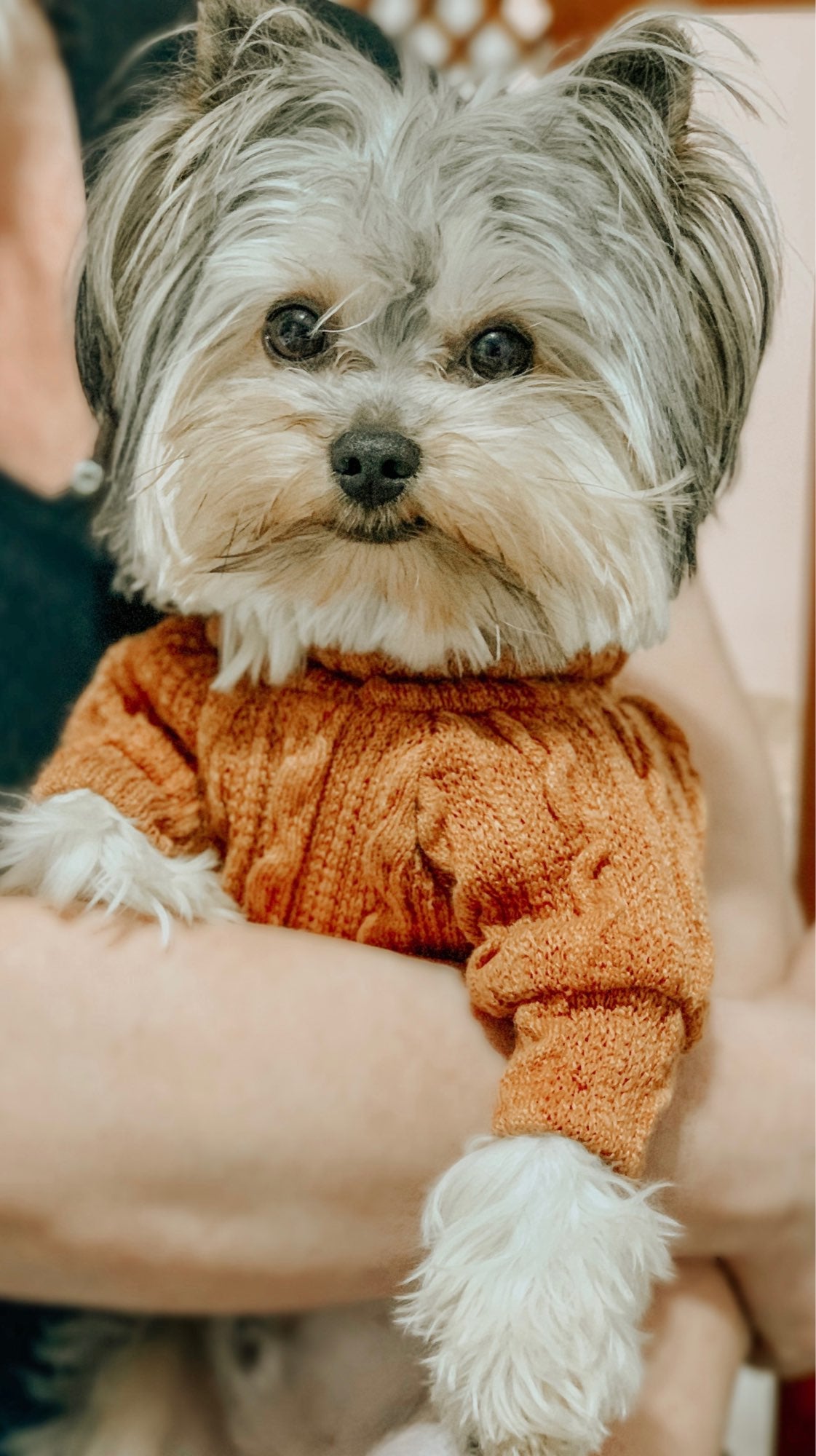 Winter Warm Knitted Turtleneck Sweater for Small Dogs or Cats - BIG FRENCHIES