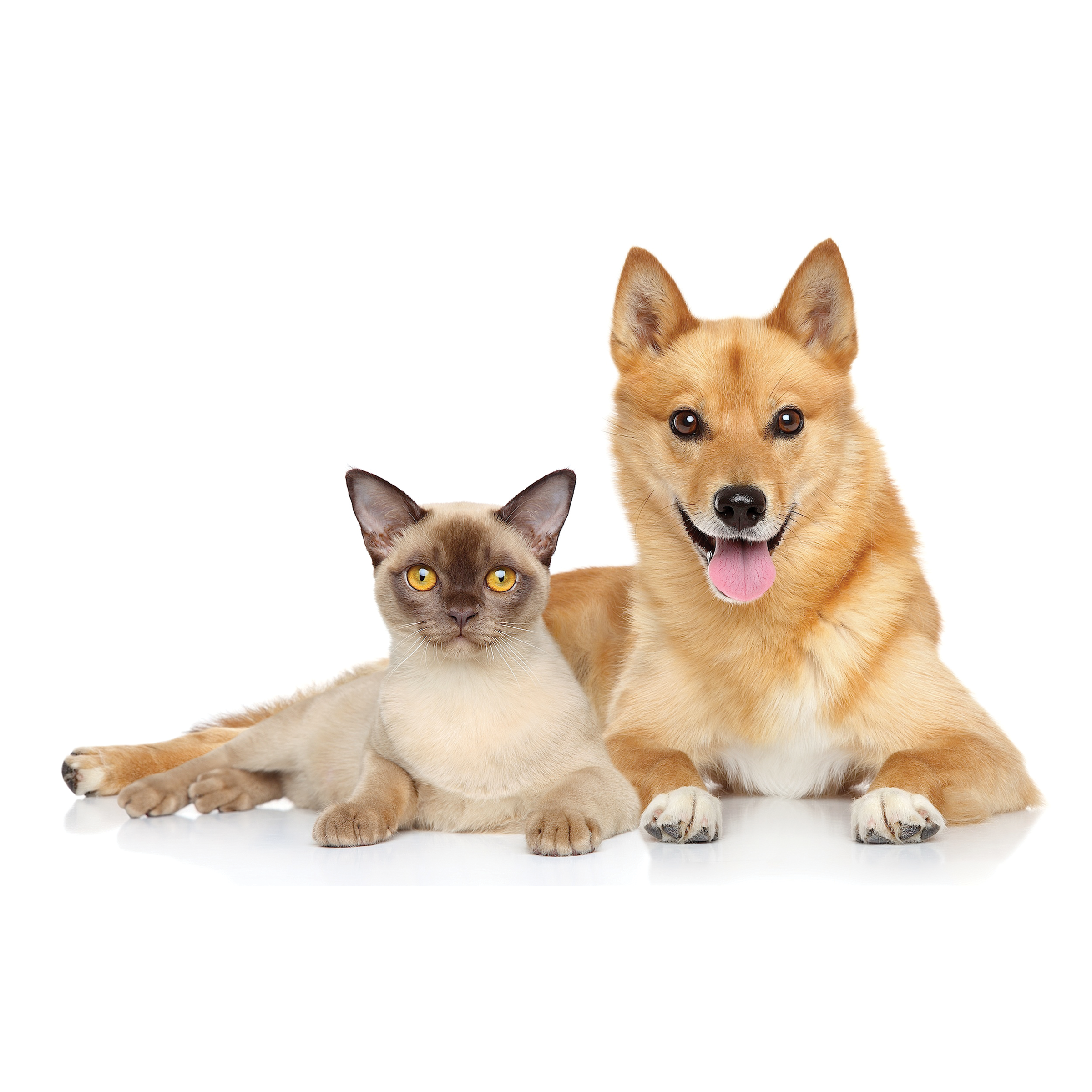 UBAVET UBACALM Calming Soft Chews for Dogs & Cats – Natural Stress & Anxiety Relief - BIG FRENCHIES