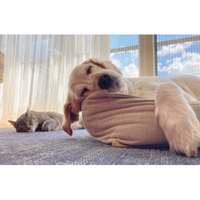 UBAVET UBACALM Calming Soft Chews for Dogs & Cats – Natural Stress & Anxiety Relief - BIG FRENCHIES