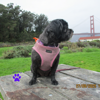 Mr. Peanut's PupTrek Soft Mesh Pet Harness with Matching Leash – Adjustable, Breathable, Choke-Free - BIG FRENCHIES