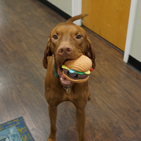 Big Buns Foodies Hamburger Ruff-Tex® Latex Ball Dog Toy - BIG FRENCHIES