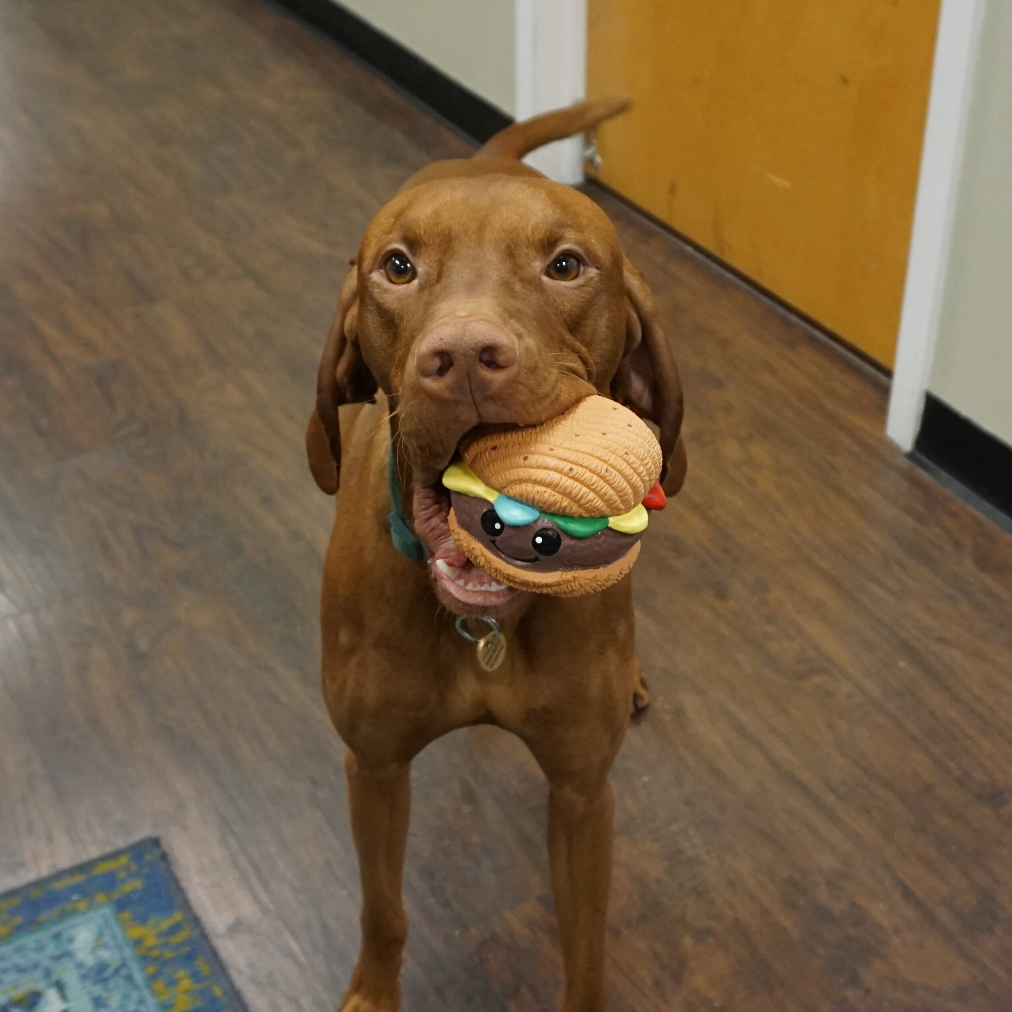 Big Buns Foodies Hamburger Ruff-Tex® Latex Ball Dog Toy - BIG FRENCHIES