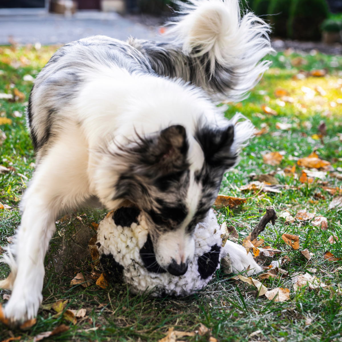 HuggleFleece® Soccer Ball Dog Toy | Limited World Cup 2026 - BIG FRENCHIES