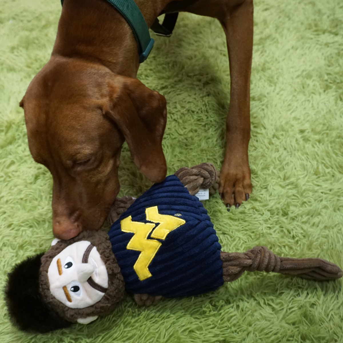 NCAA West Virginia University, Mountaineer Knottie® Plush Dog Toy - BIG FRENCHIES
